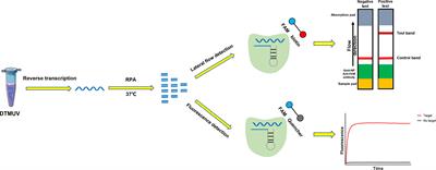 Visual Detection of Duck Tembusu Virus With CRISPR/Cas13: A Sensitive and Specific Point-of-Care Detection